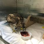 red-tailed hawk eating in cage