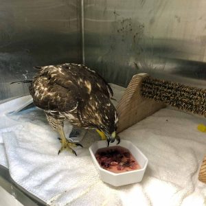 red-tailed hawk eating in cage