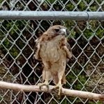 red-tailed hawk standing on perch in outdoor pen