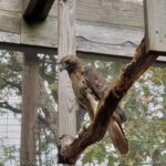 red-tailed hawk perched on branch in flight enclosure