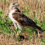 red-tailed hawk standing in grass