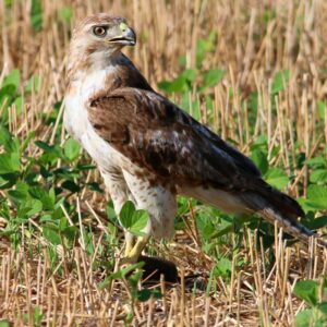 red-tailed hawk standing in grass