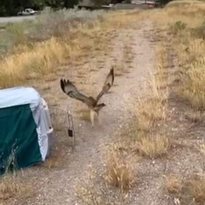 red-tailed hawk flying away from carrier on release
