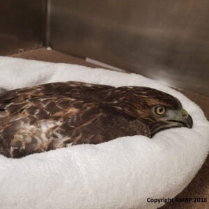 red-tailed hawk lying down with head propped up on towel