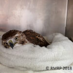 red-tailed hawk snuggled into a towel in enclosure