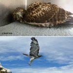 red-tailed hawk in cage and at release