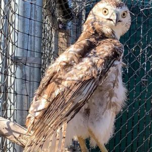 red-tailed hawk with singed feathers perched in outdoor cage