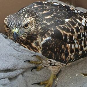 red-tailed hawk standing on towel
