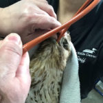 red-tailed hawk held while being tube fed