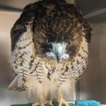red-tailed hawk standing in cage