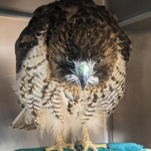 red-tailed hawk standing in cage