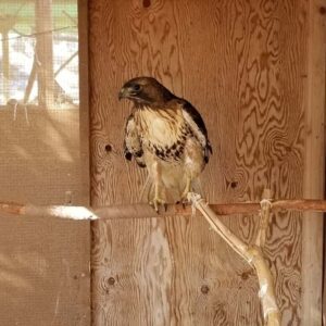 red-tailed hawk on perch in enclosure