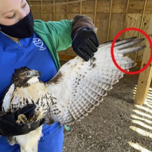 red-tailed hawk with outstretched wing held by woman