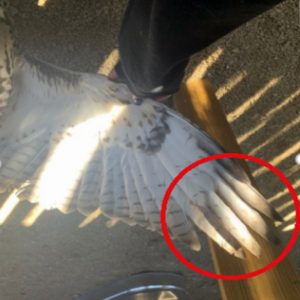 close-up of wing of a red-tailed hawk held out by hand