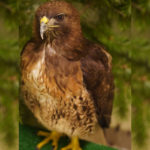 red-tailed hawk standing on fake grass