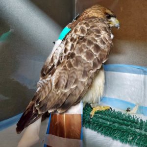 bandaged red-tailed hawk on perch
