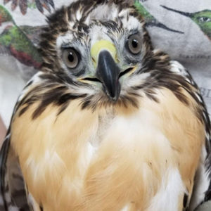 close up of young red-tailed hawk sitting on towel