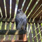 red-tailed hawk on perch in cage