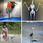 4 photo collage of reddish egret with broken wing and recovery