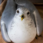 ring-billed gull lying down on towel looking at camera
