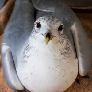 ring-billed gull lying down on towel looking at camera