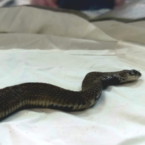 rinkhals snake lying on towel