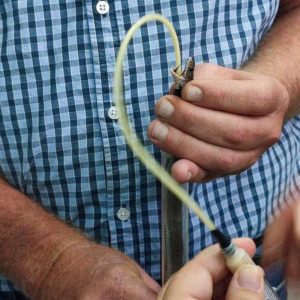 rinkhals snake being held for tube feeding