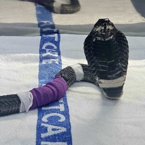 rinkhals snake on exam table with bandage