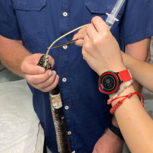 rinkhals snake being tube-fed by two people