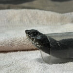 Rinkhals snake inside clear tube on exam table