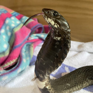Rinkhals snake upright on exam table with tongue out