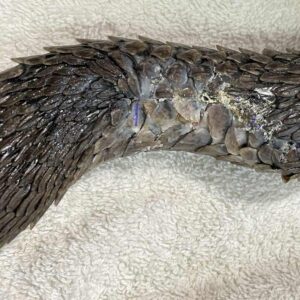 sutured wound on body of a rinkhals snake