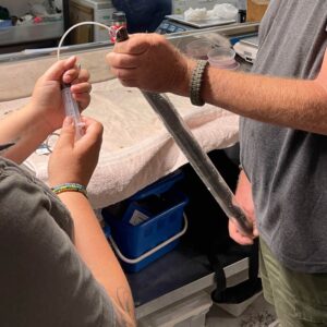 Rinkhals snake held in tube by one person as other person tube feeds the snake