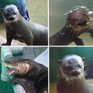collage of river otter images