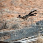 greater roadrunner running outside in enclosure