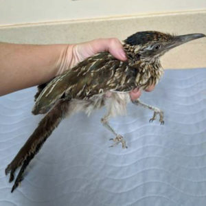 greater roadrunner held in hand indoors
