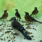 robin and other birds standing on sheet with food on the ground