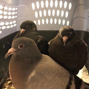 three rock doves in carrier