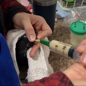 rock dove held in towel and being tube-fed