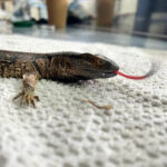 profile of rock monitor lizard flicking tongue indoors