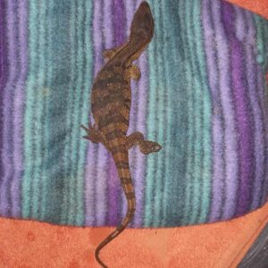 top view of a rock monitor lizard lying on a cushion