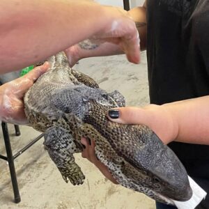 rock monitor lizard being held while ointment is spread on skin