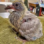 rock pigeon with injury