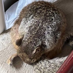 rock squirrel hunched over 