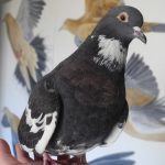 roller pigeon looking healthy after treatment