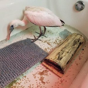 roseate spoonbill in bathtub