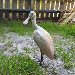 roseate spoonbill standing on grass