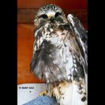 rough-legged hawk in cage