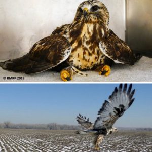 rough-legged hawk sitting in cage and flying free