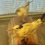 royal tern in cage standing on log